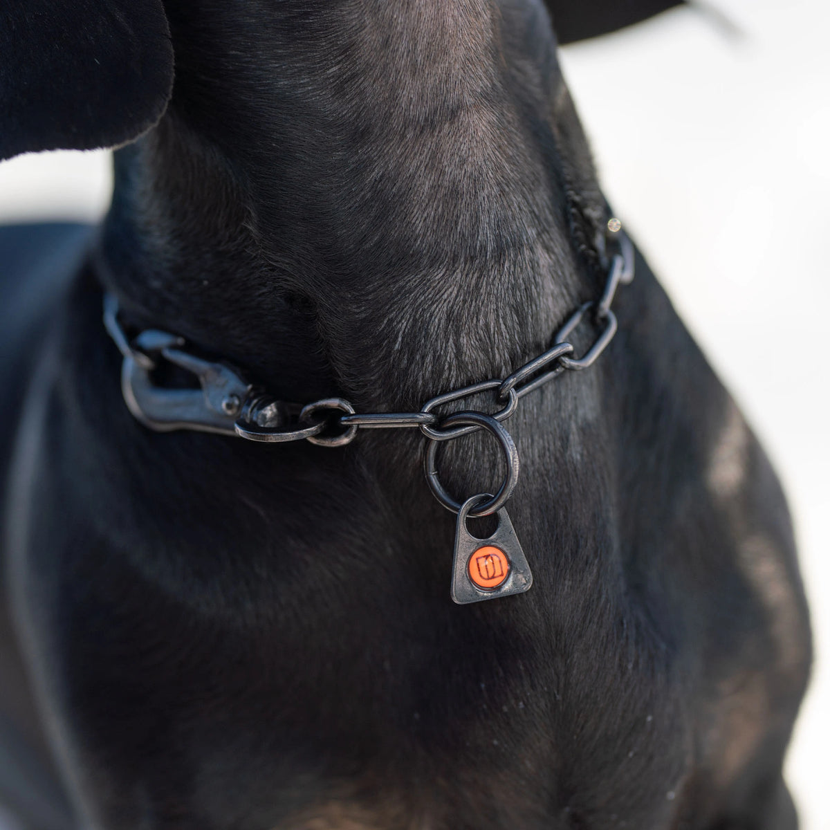 Nahaufnahme verstellbares Kettenhalsband Edelstahl schwarz am Hund