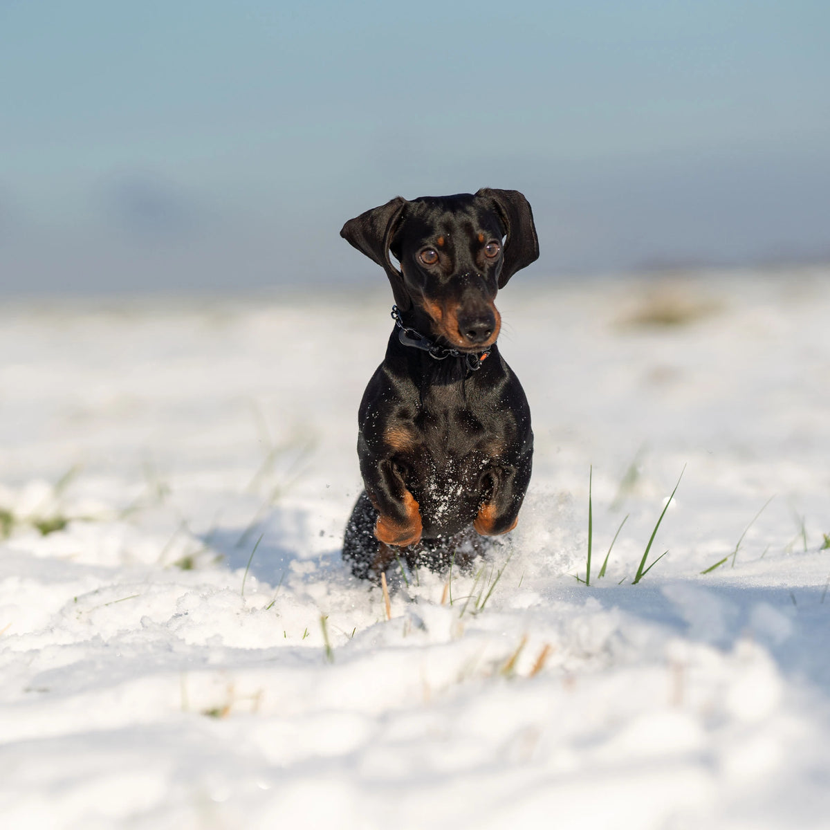 Dackel mit verstellbaren Kettenhalsband Edelstahl schwarz im Schnee