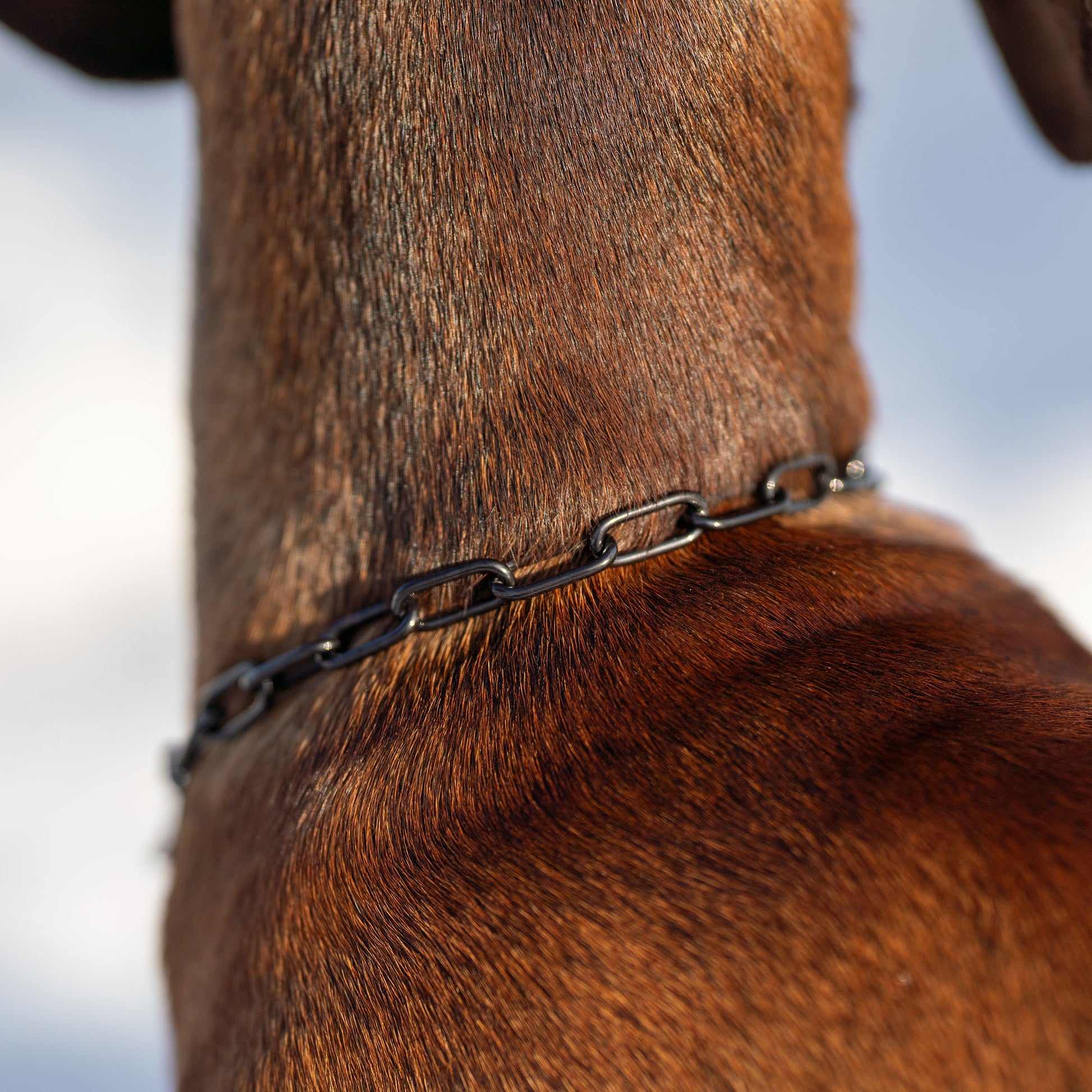 Nahaufnahme Edelstahl Kettenhalsband am Hund