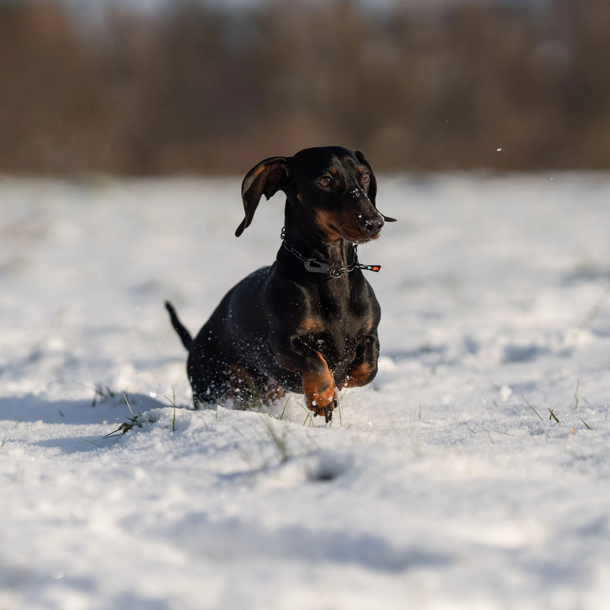Dackel mit verstellbaren Kettenhalsband Edelstahl schwarz im Schnee 