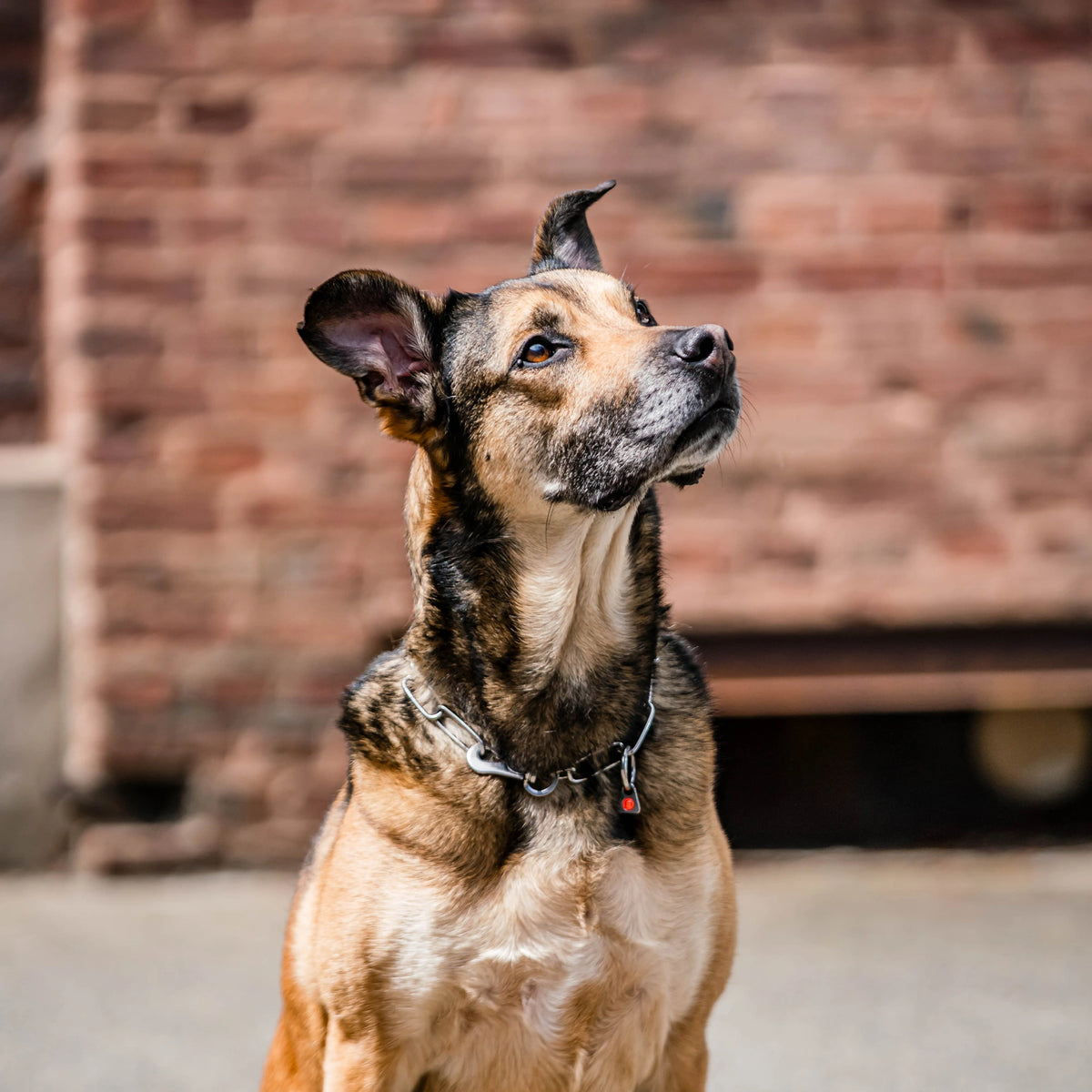 Billd von Langgliedkette mit Haken und Ring aus Edelstahl am Malinois