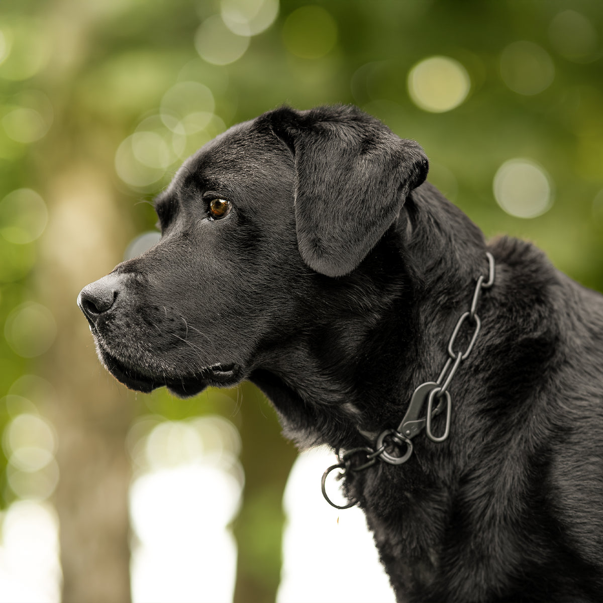 Verstellbare Langgliedkette in Edelstahl schwarz an Labrador