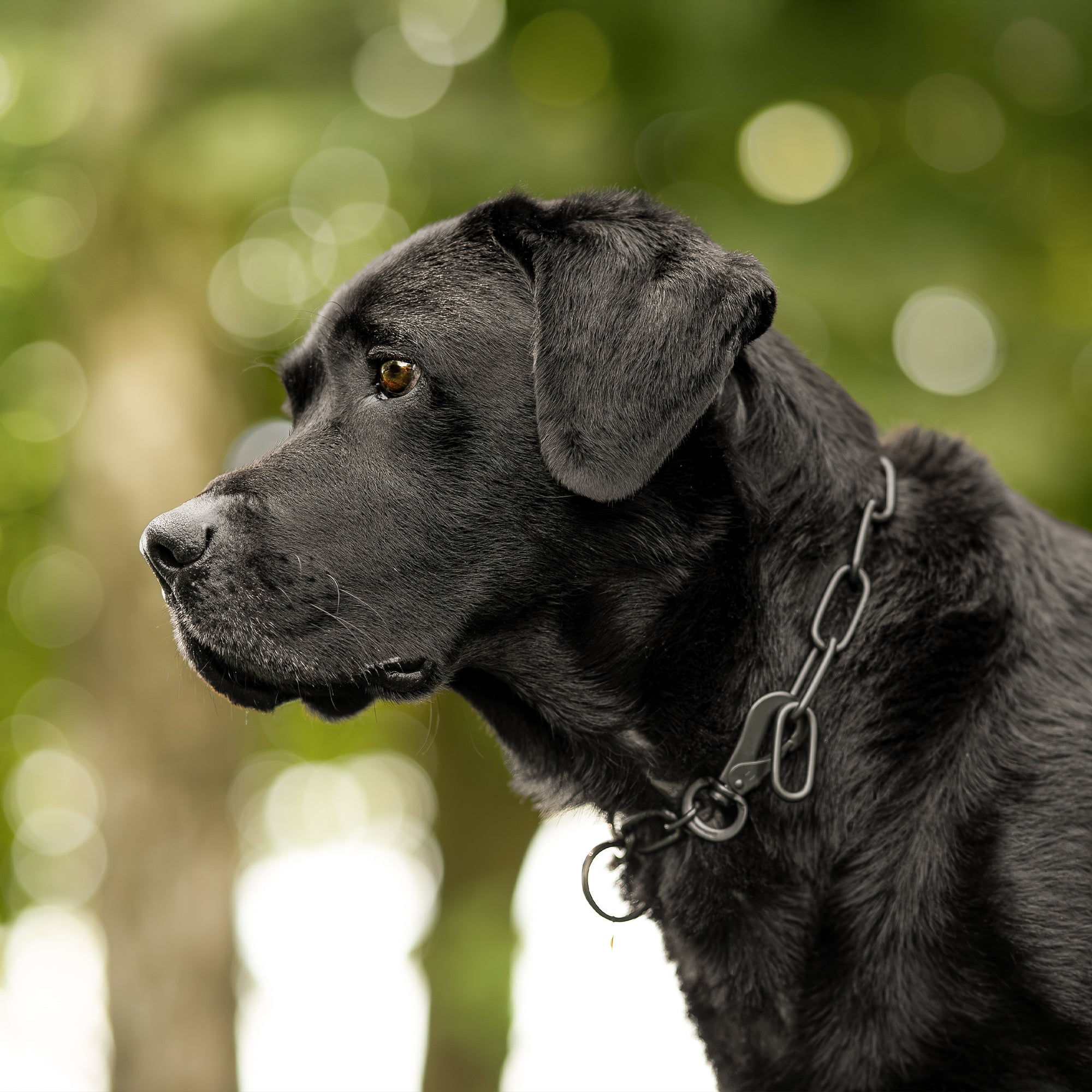 Verstellbare Langgliedkette in Edelstahl schwarz an Labrador