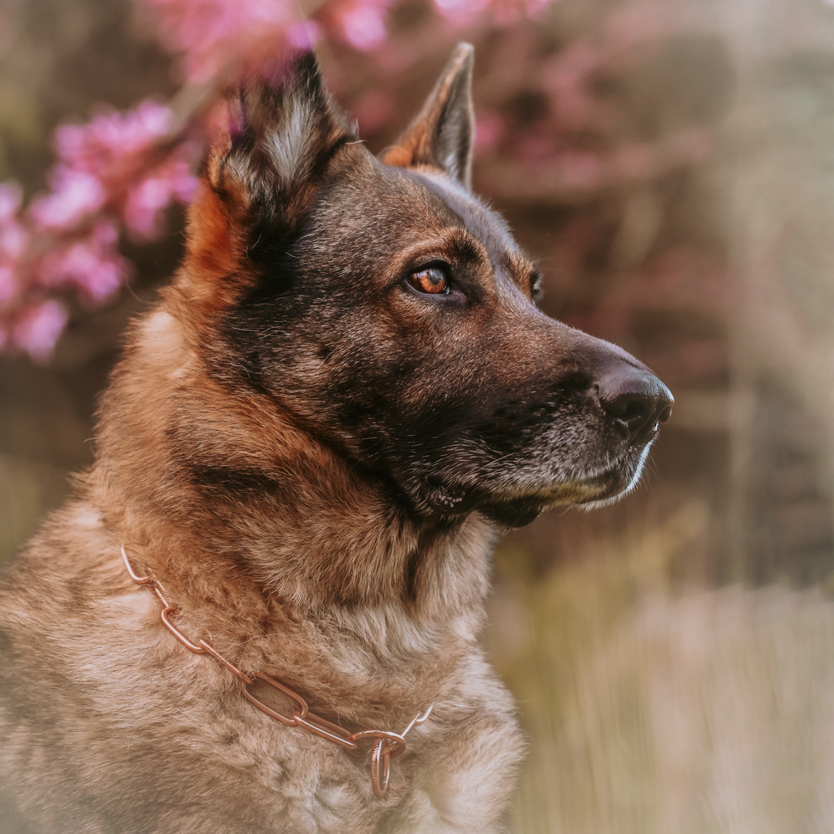 Hund mit Curogan Kettenhalsband