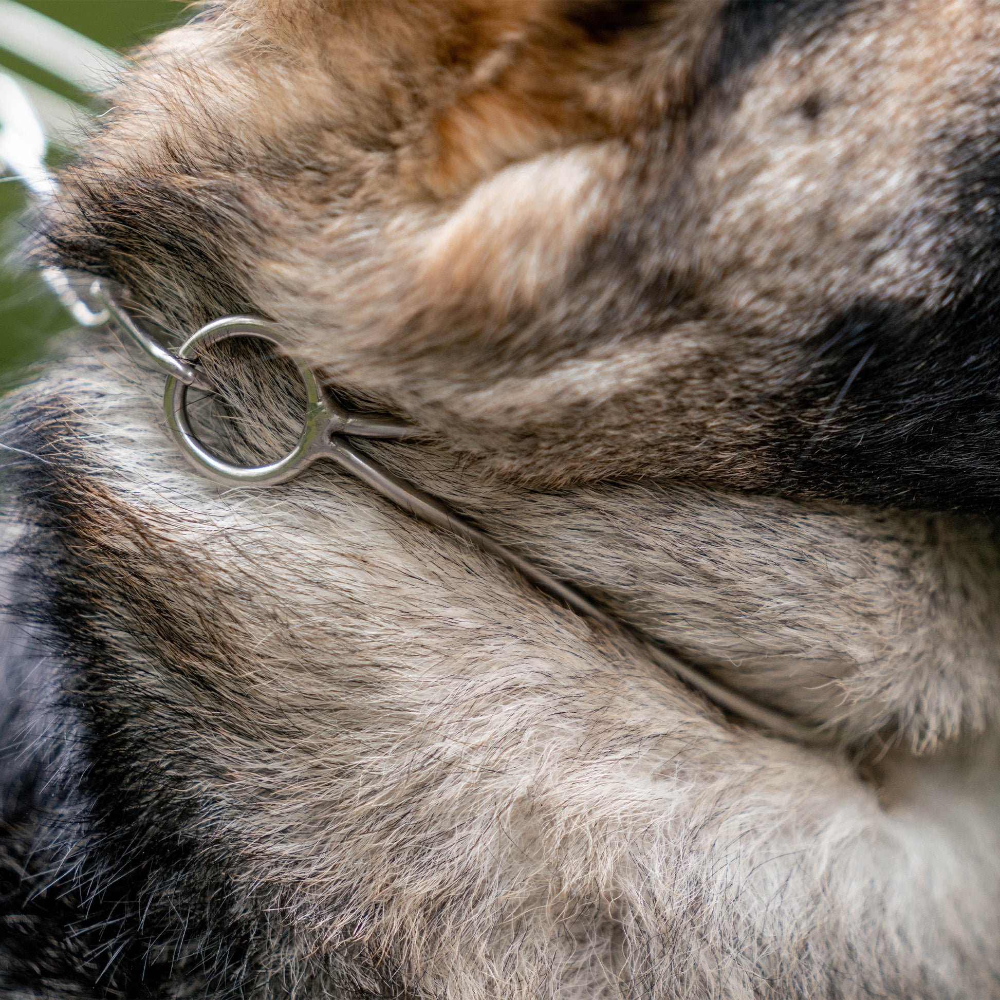 Nahaufnahme Schauhalskette Impuls am Hund
