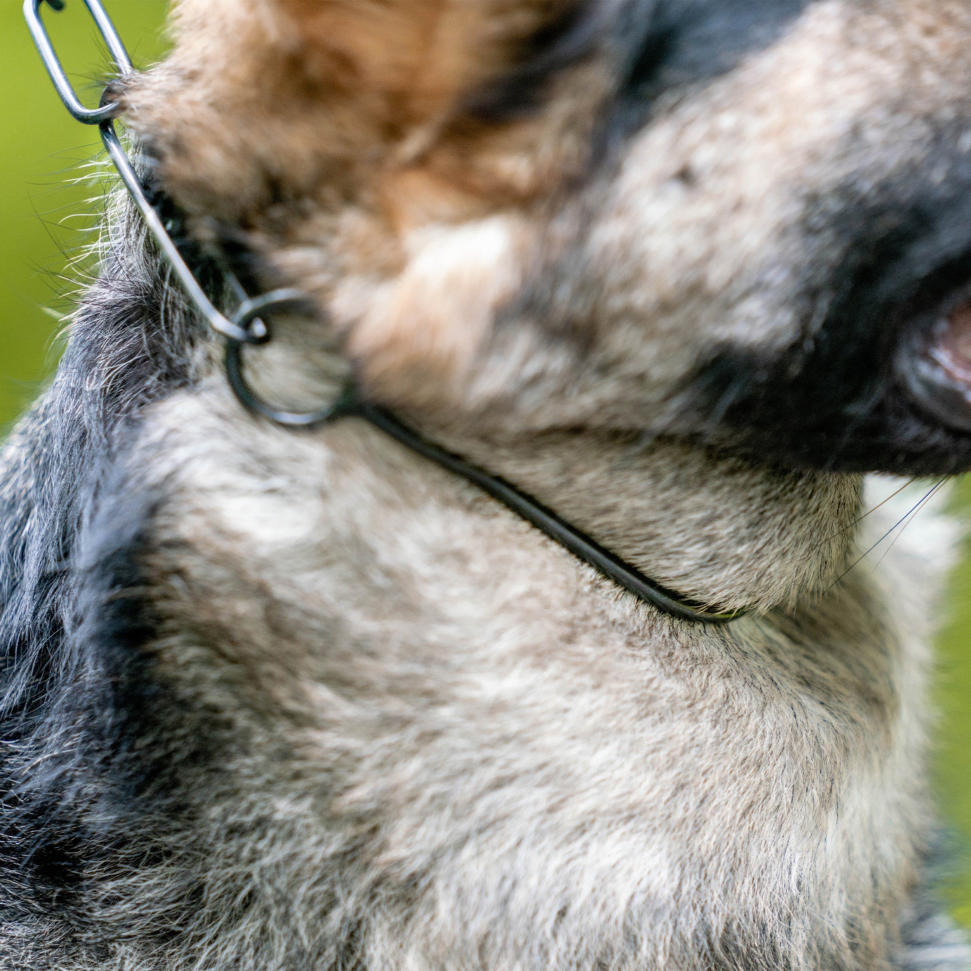 Nahaufnahme Schauhalskette Imuls am Hund