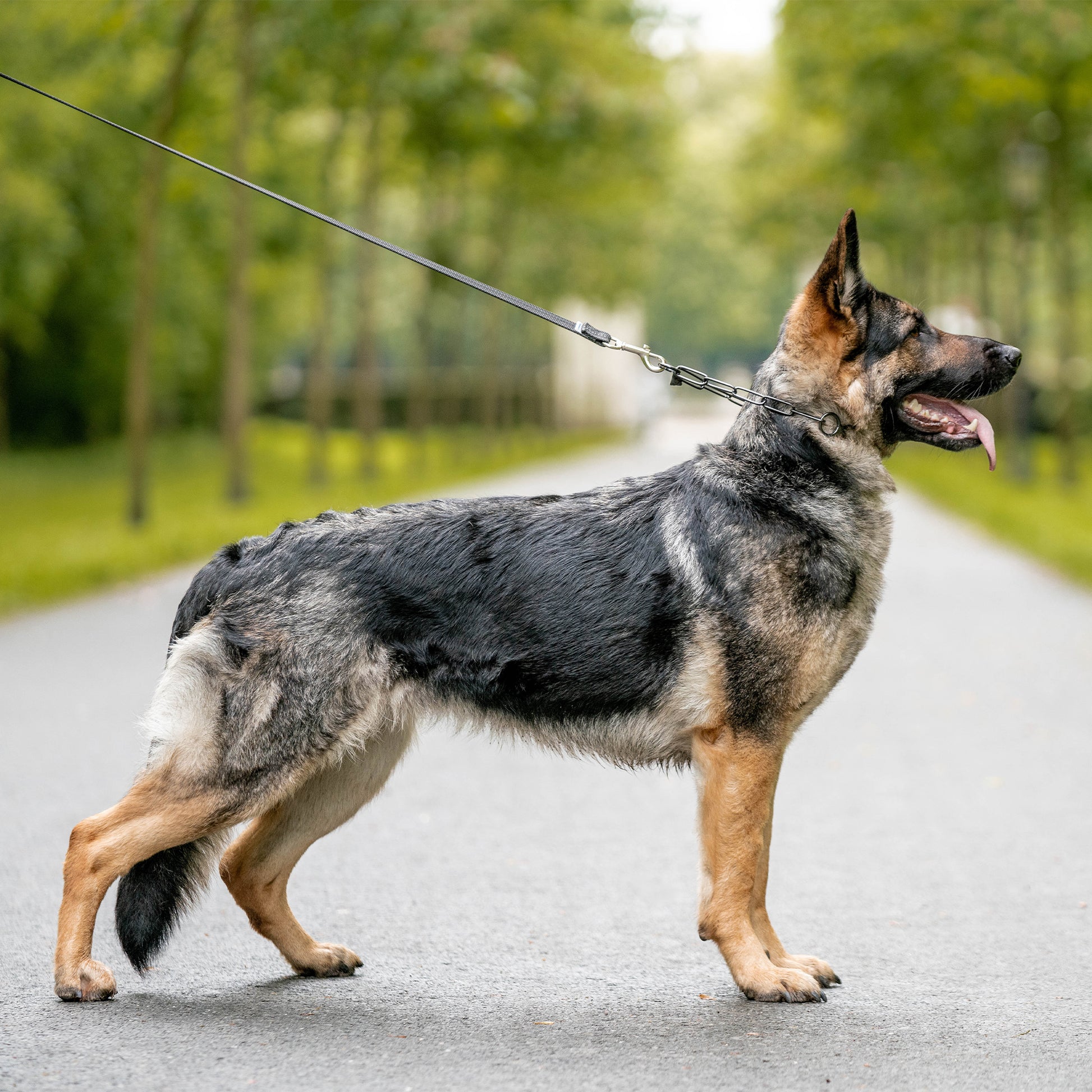 Hund mit Schauhalskette Standard Edelstahl schwarz an schwarzer Hundeleine