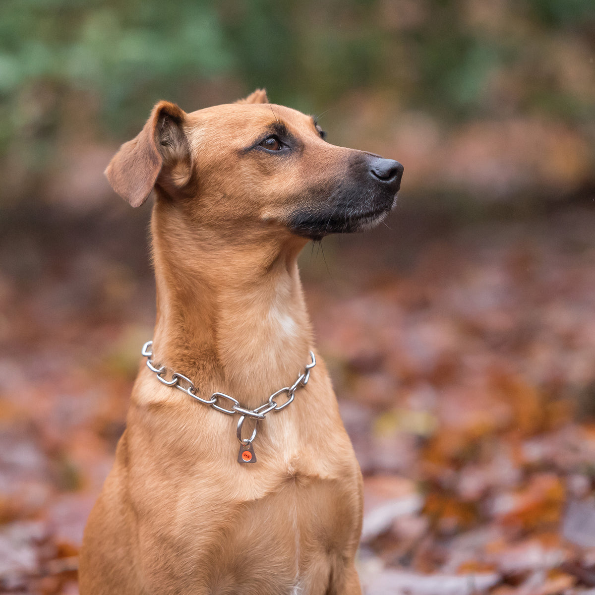 Hund mit Edelstahl Kettenhalsband