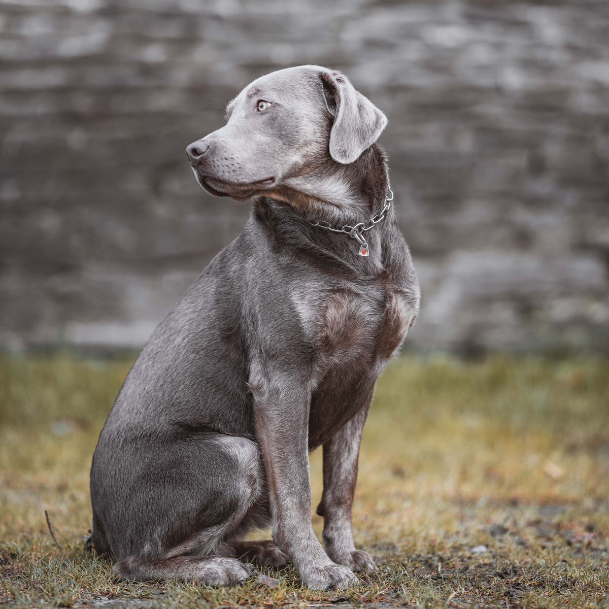 schwarzer Hund mit Edelstahl Kettenhalsband sitzend auf der Wiese