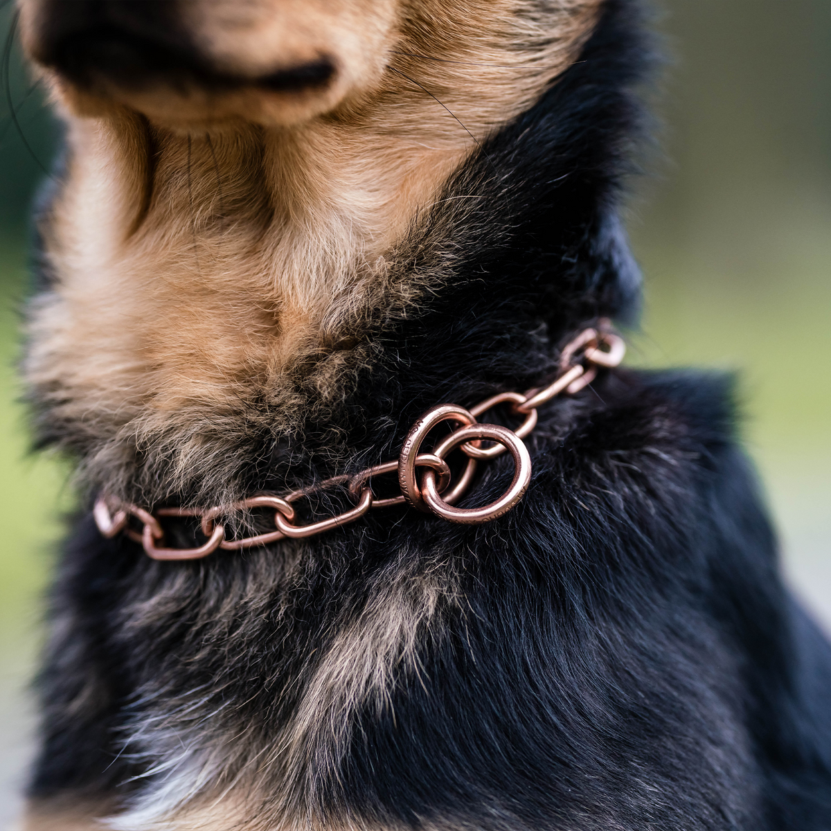 Curogan Kettenhalsband am Hund