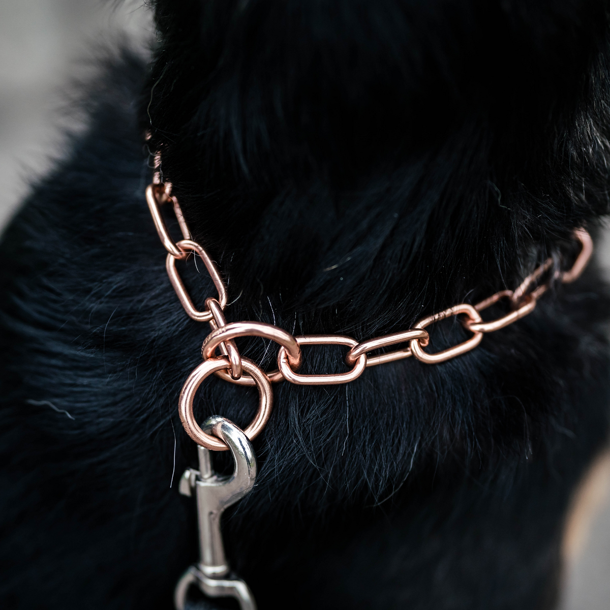 Edelstahl Karabinerhaken verbunden an Curogan Kettenhalsband am Hund