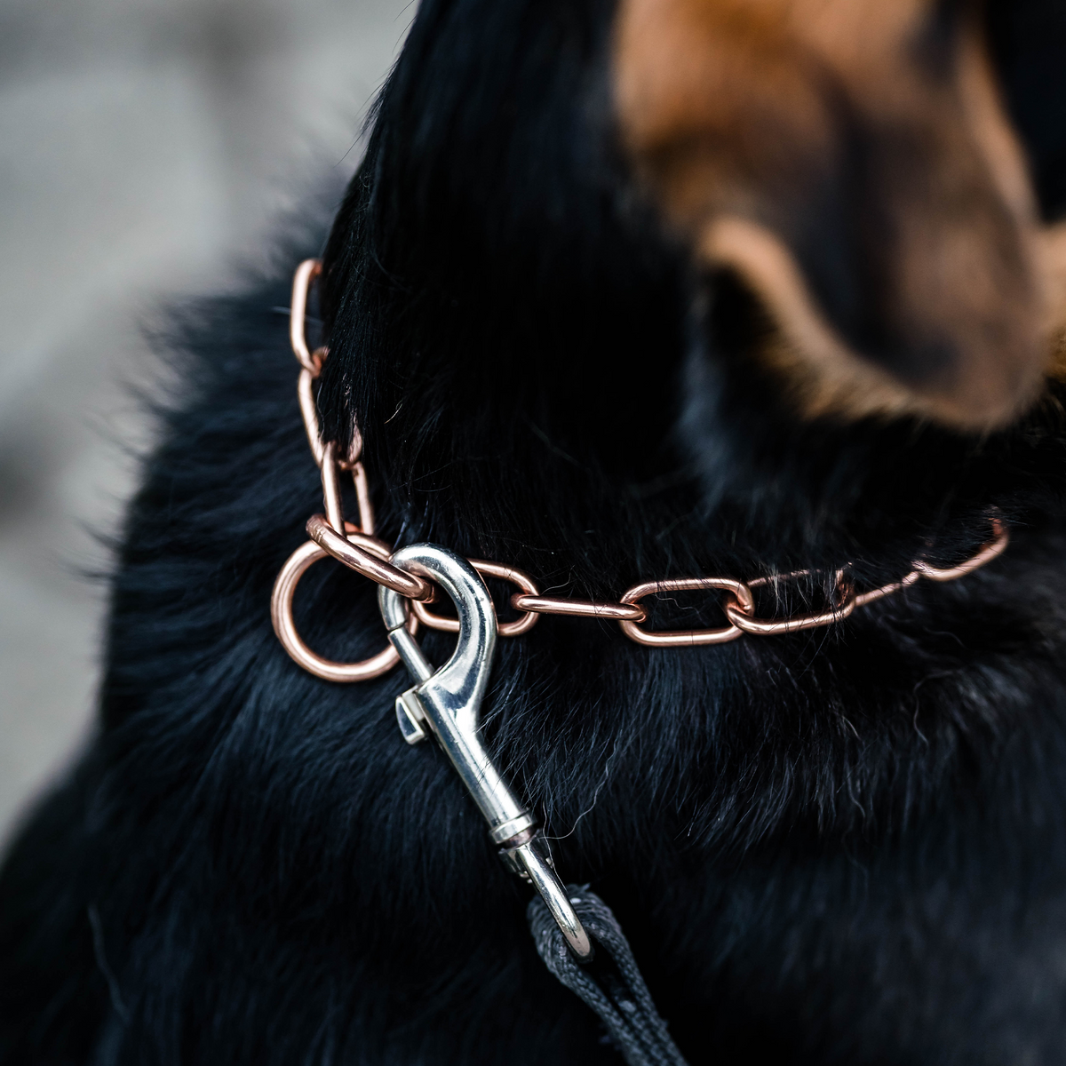 Edelstahl Karabinerhaken verbunden an Curogan Kettenhalsband am Hund