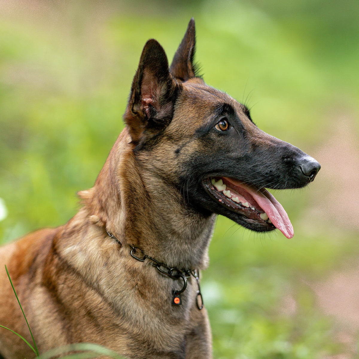 Hund mit verstellbaren Kettenhalsband  Edelstahl schwarz