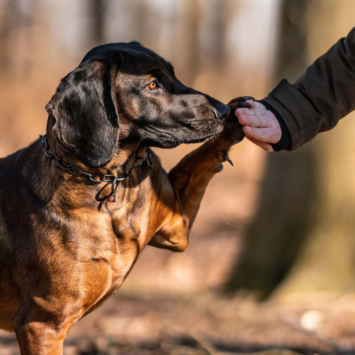Hund mit verstellbaren Edelstahl  Kettenhalsband im Wald gibt Pfote