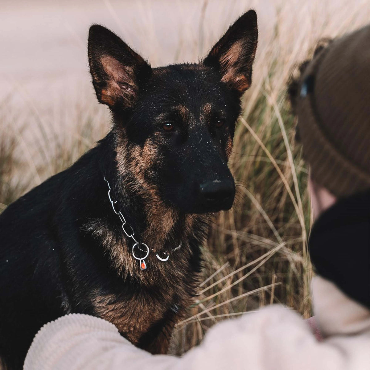 Hund mit Edelstahl Kettenhalsband  auf der Wiese sitzend