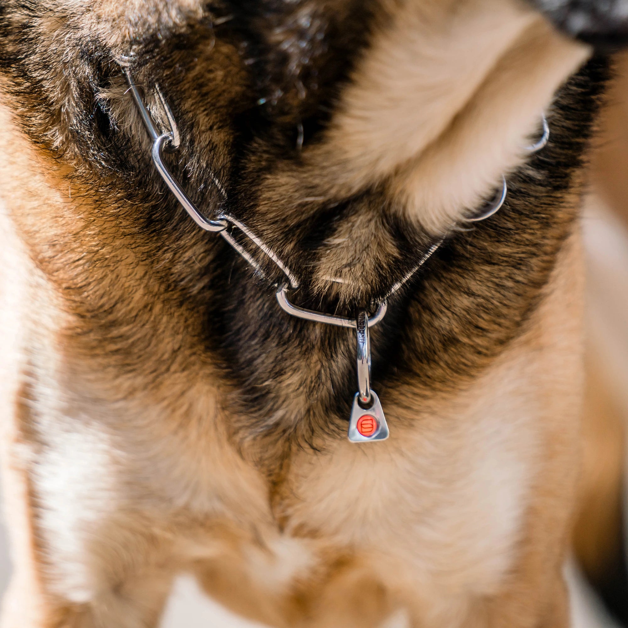 Detailbilld von Langgliedkette mit Haken und Ring aus Edelstahl am Malinois