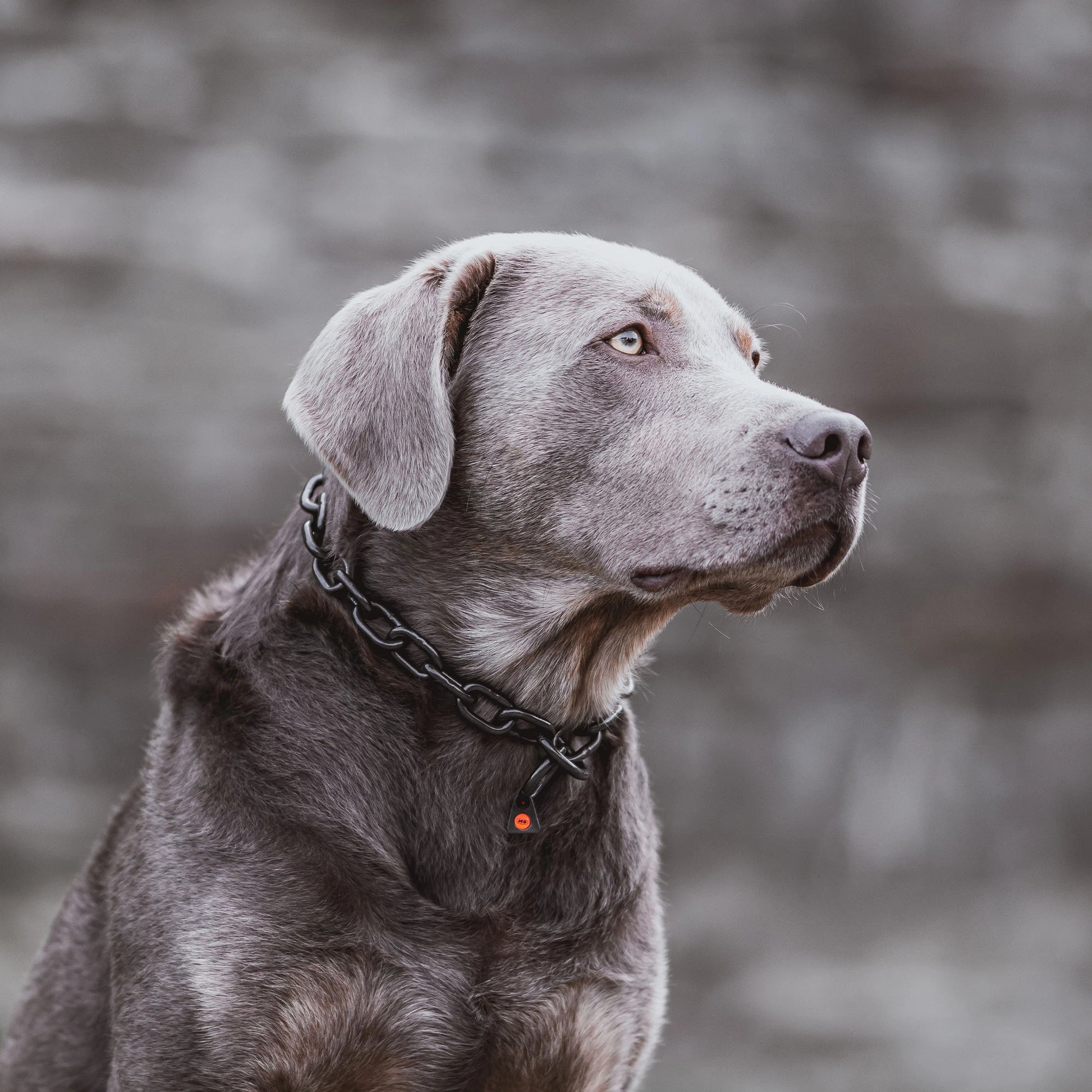 Hund mit Kettenhalsband Edelstahl schwarz