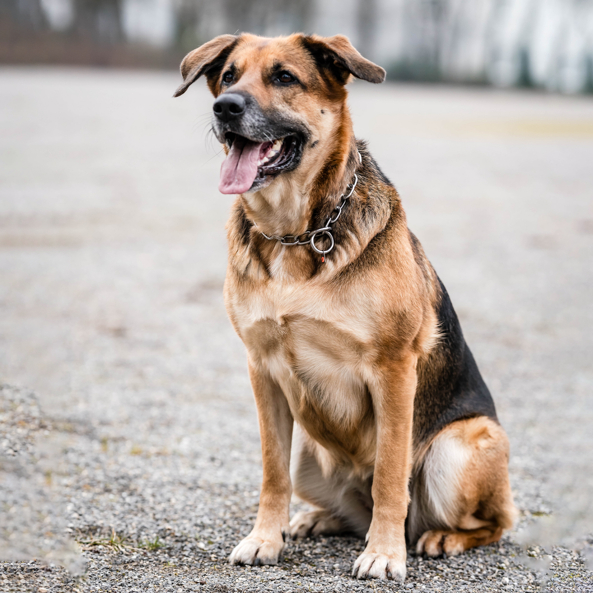 Hund sitzend mit Edelstahl Kettenhalsband 