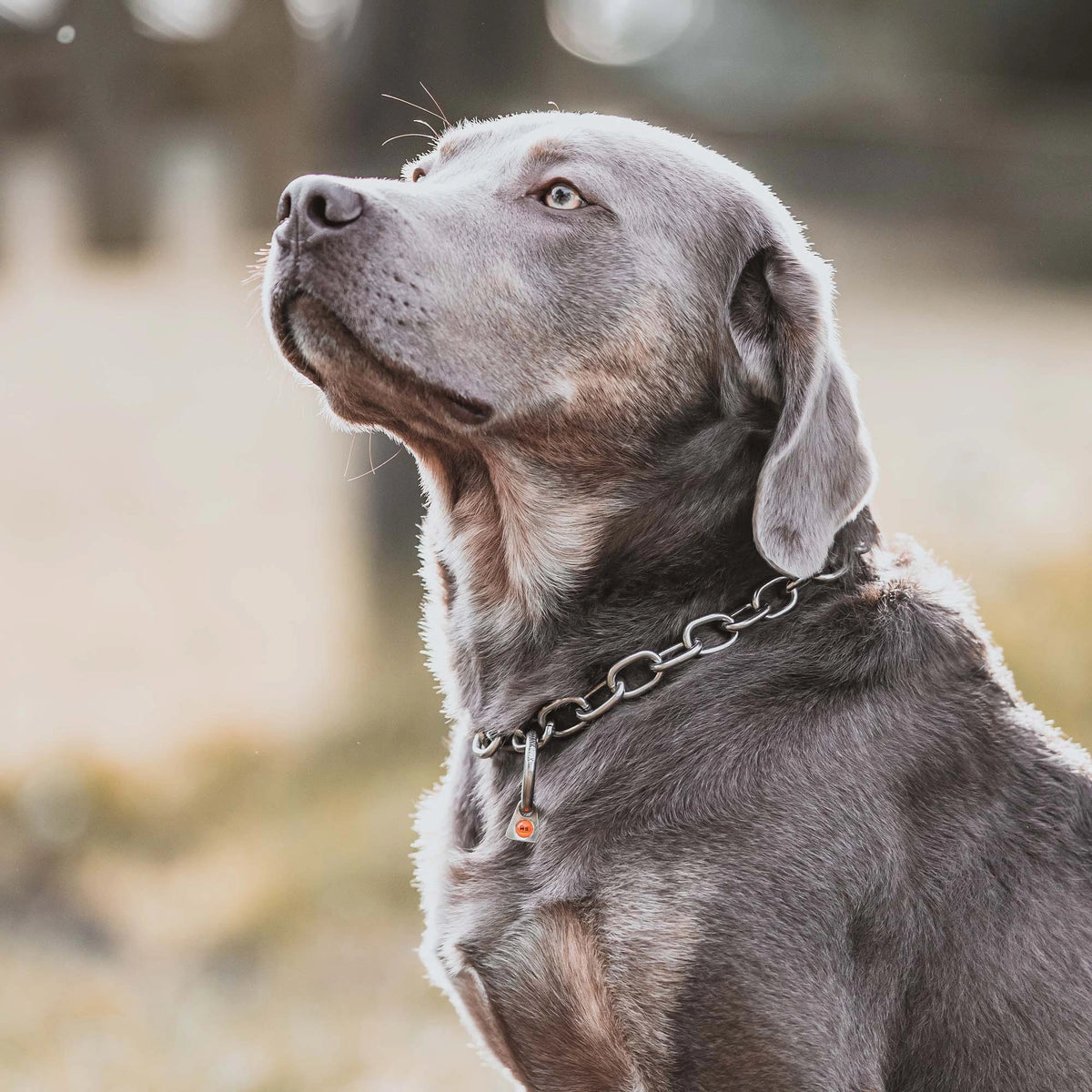 Hund mit Edelstahl Kettenhalsband
