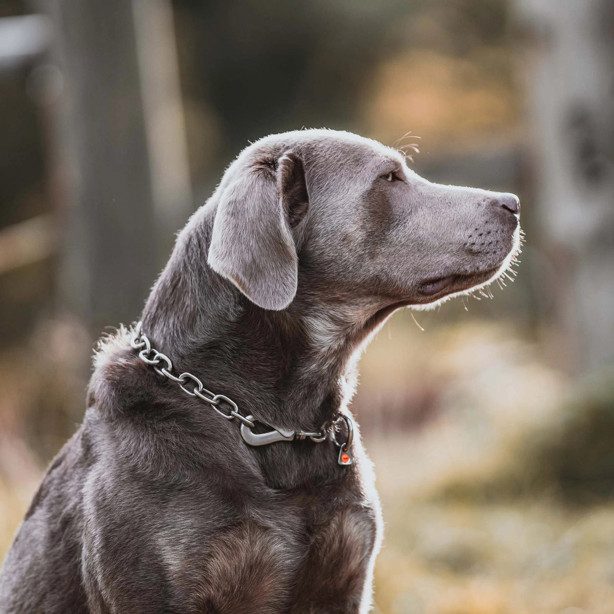 Hund mit  Edelstahl Kettenhalsband mit Haken