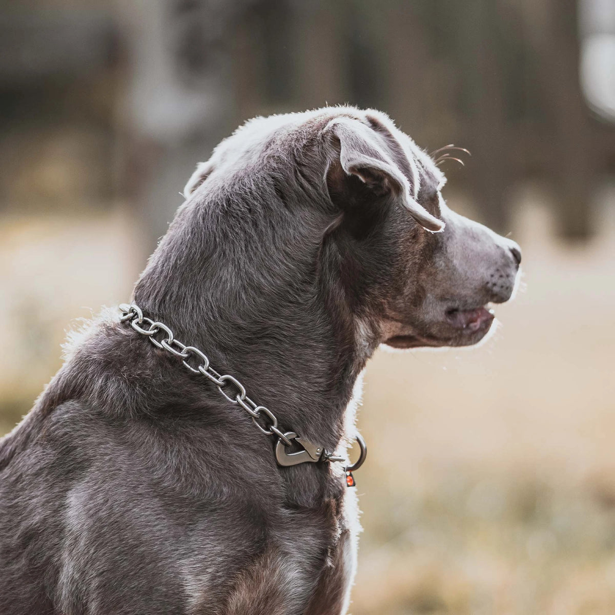 Hund mit Edelstahl Kettenhalsband mit Haken