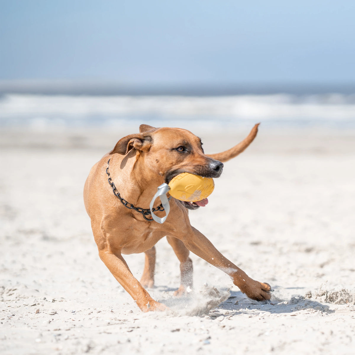 Hund mit schwarzen Edelstahl Kettenhalsband und Mango Hundespielzeug am Strand spielend