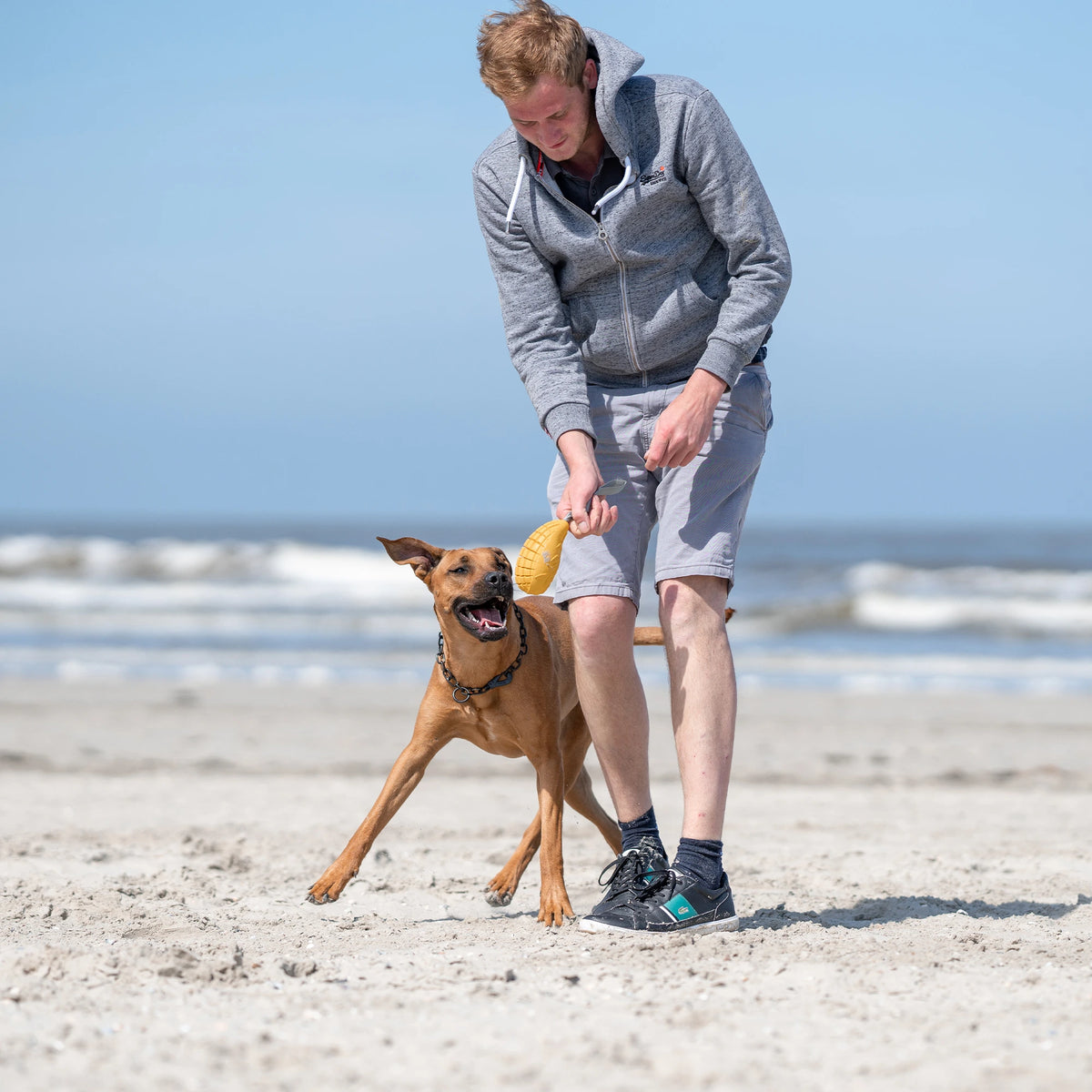 Mann und Hund mit Hundespielzeug Mango am Strand spielend
