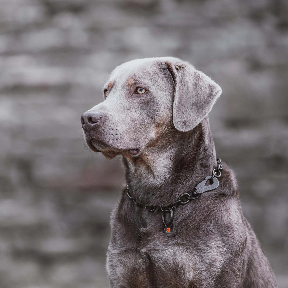 Hund mit schwarzen Edelstahl Kettenhalsband mit Haken