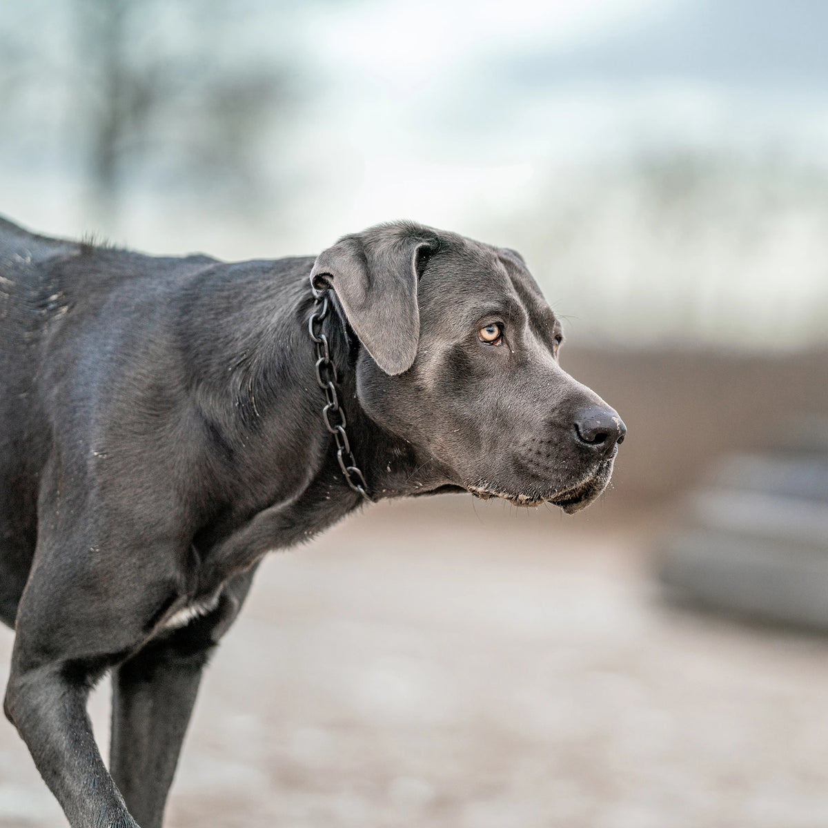 schwarzer Hund mit schwarzen Edelstahl Kettenhalsband