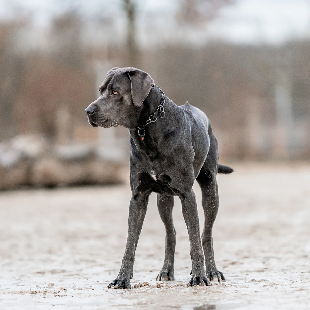 schwarzer Hund mit schwarzen Edelstahl Kettenhalsband auf Sand