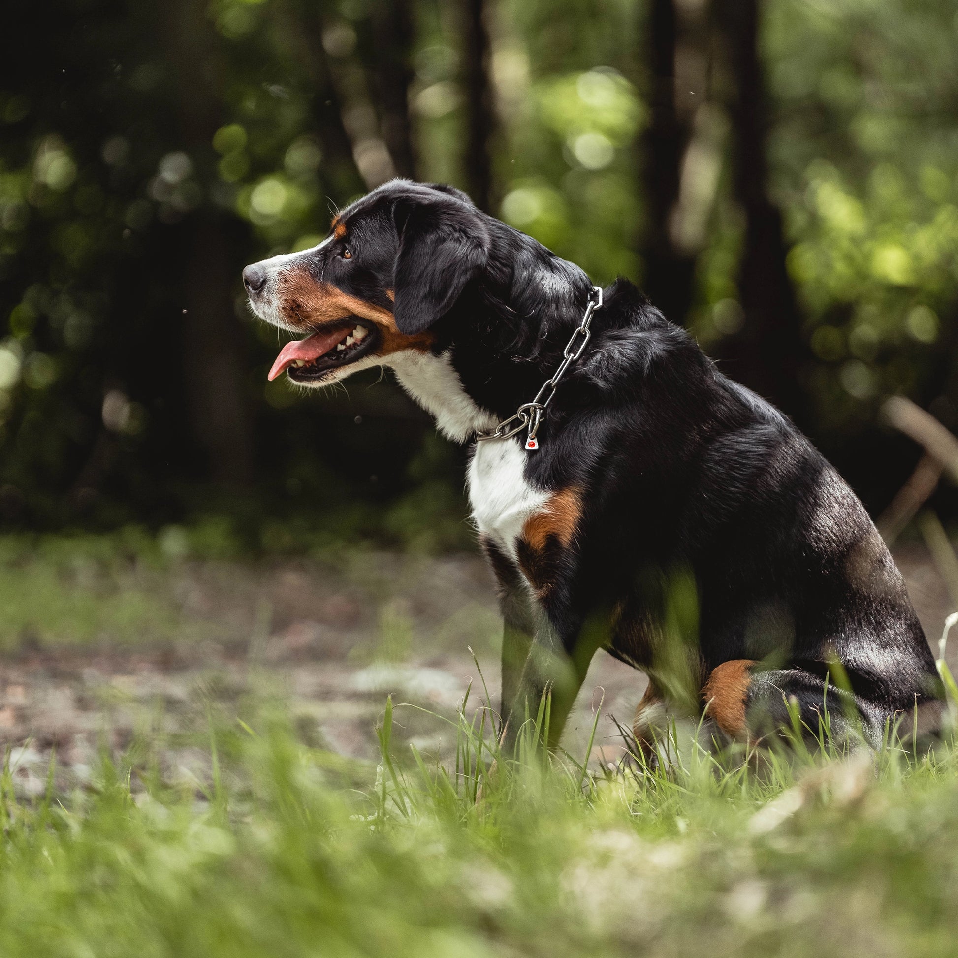 Hund mit langgliedrigen Edelstahl Kettenhalband auf der Wiese