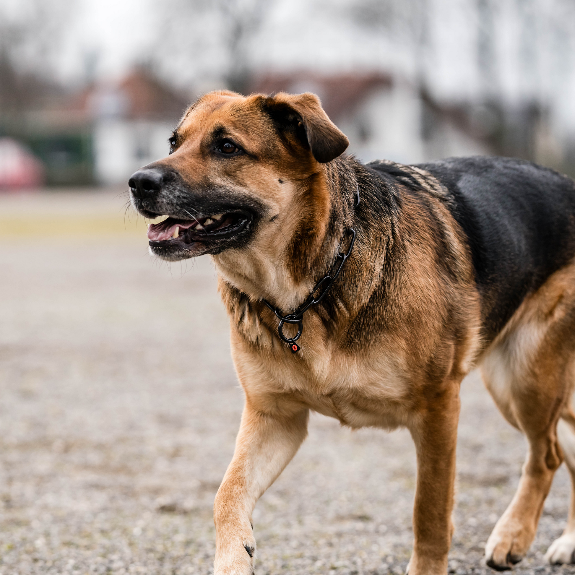 Hund mit schwarzen Edelstahl Kettenhalsband