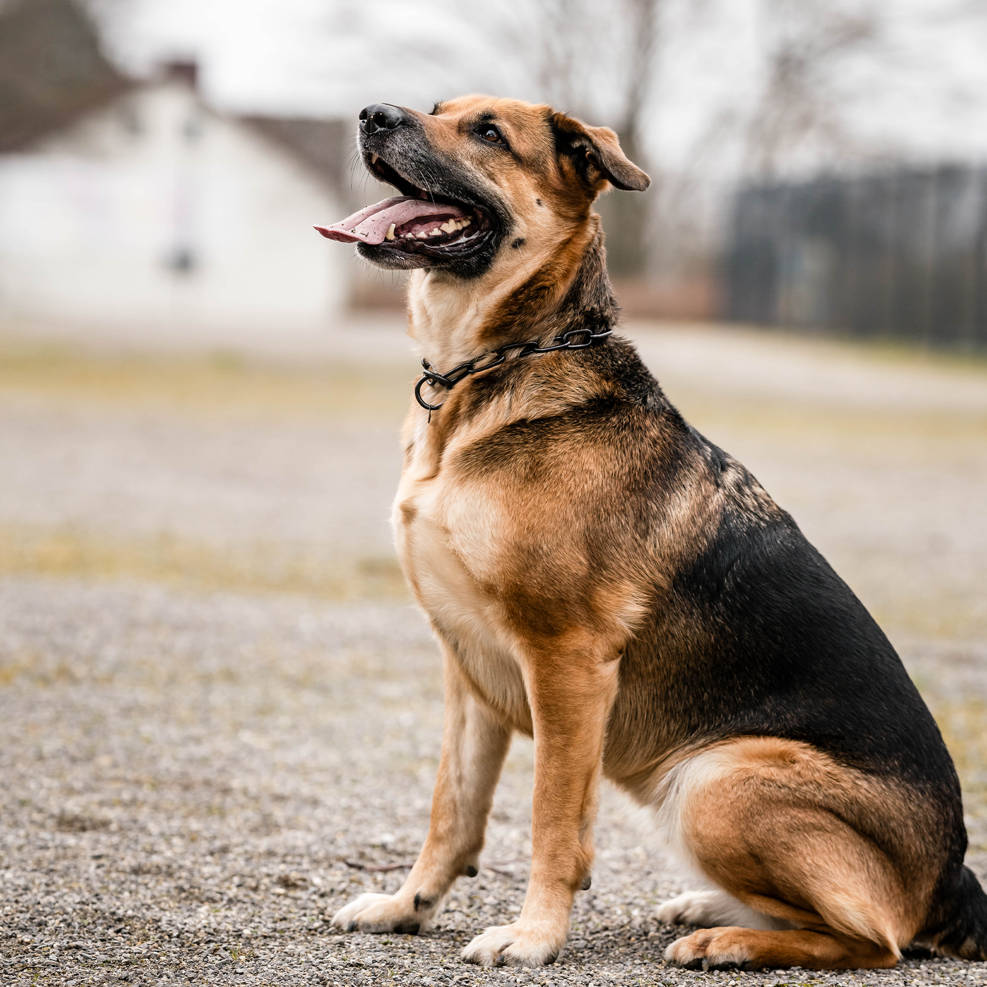 Hund sitzend mit schwarzen Edelstahl Kettenhalsband
