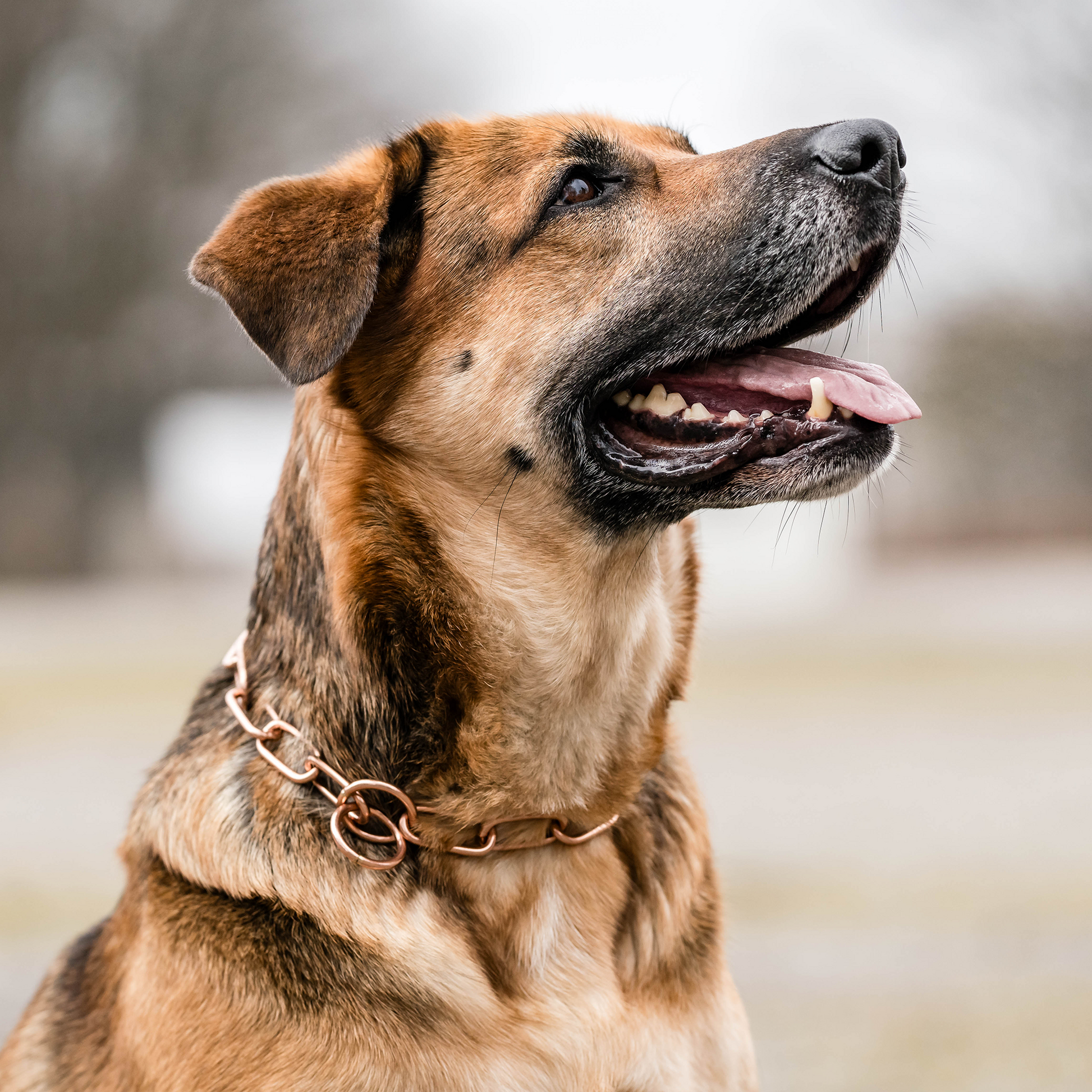 Hund mit Curogan Kettenhalsband 