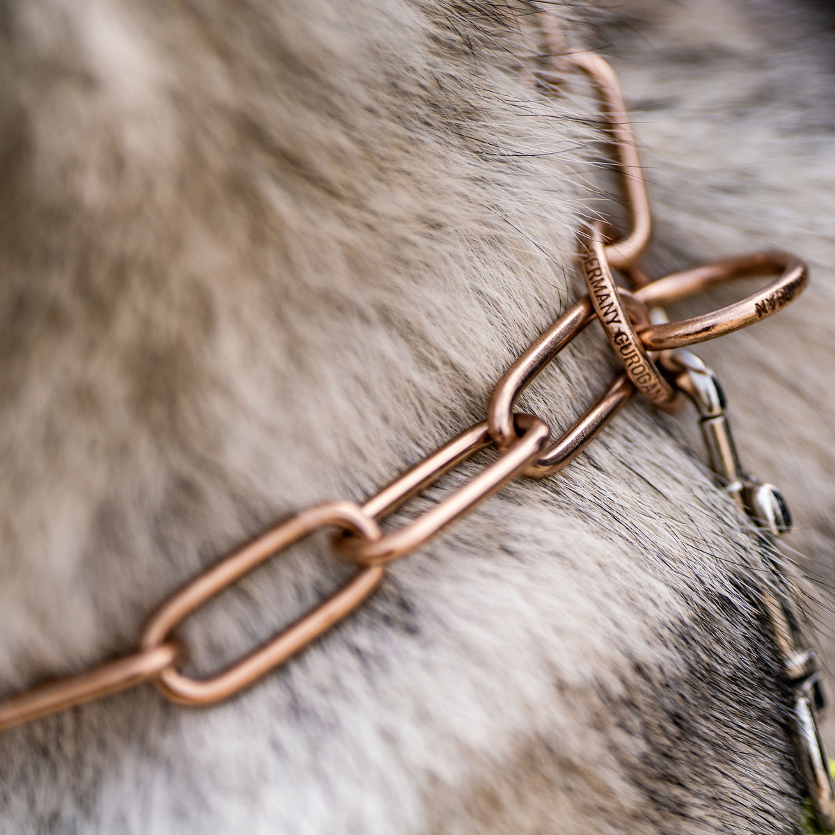 Nahaufnahme Curogan Kettenhalsband am Hund