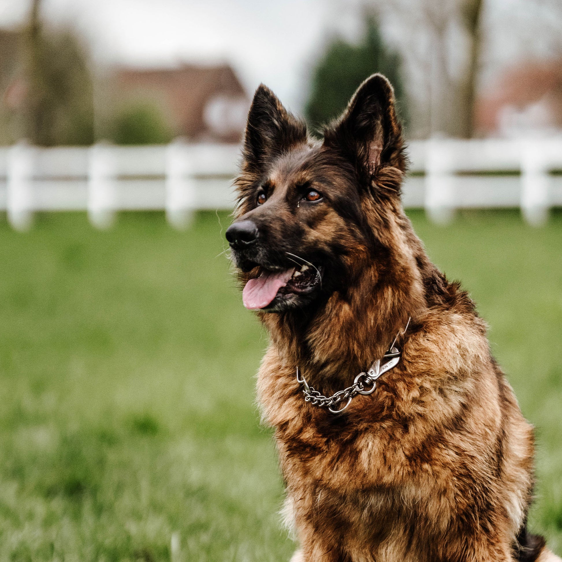 Hund mit verstellbaren Edelstahl Kettenhalsband