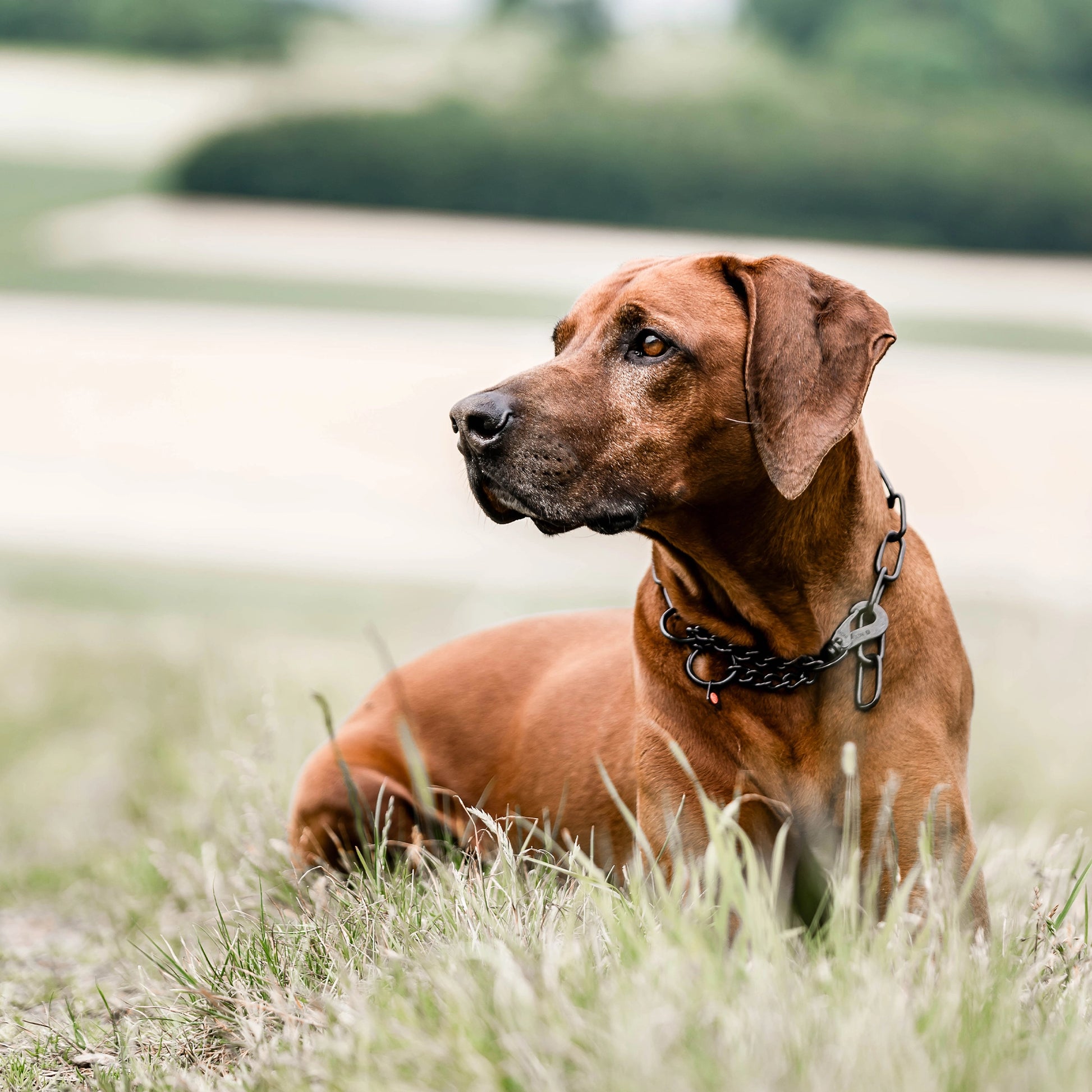Hund mit Kettenhalsband Edelstahl schwarz auf der Wiese liegend