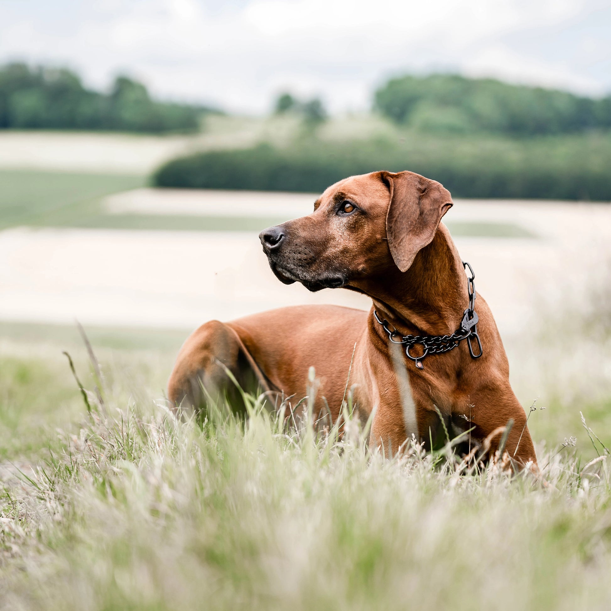 Hund mit verstellbaren schwarzen Edelstahl Kettenhalsband auf der Wiese liegend
