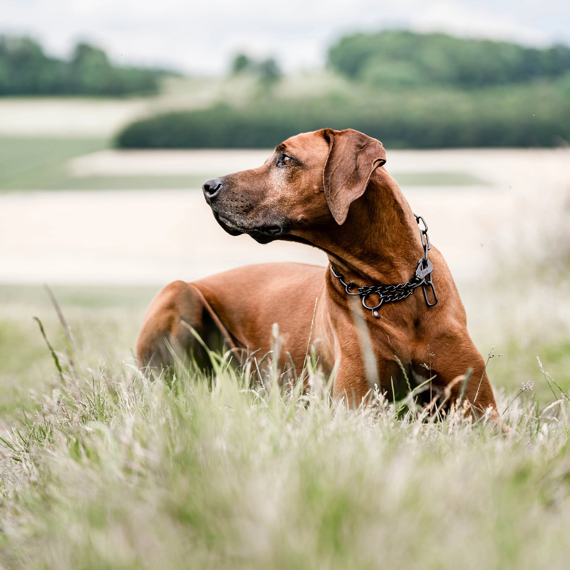 Hund mit verstellbaren Kettenhalsband Edelstahl schwarz auf der Wiese liegend