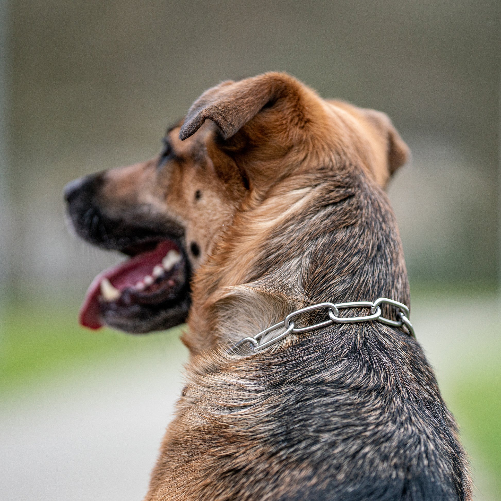 Edelstahl Kettenhalsband am Hund