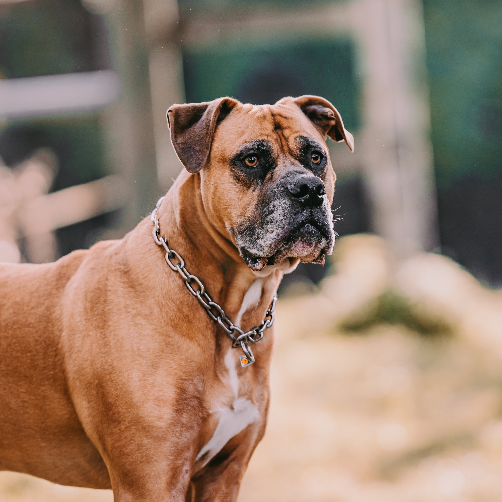 Hund mit Edelstahl kettenhalsband