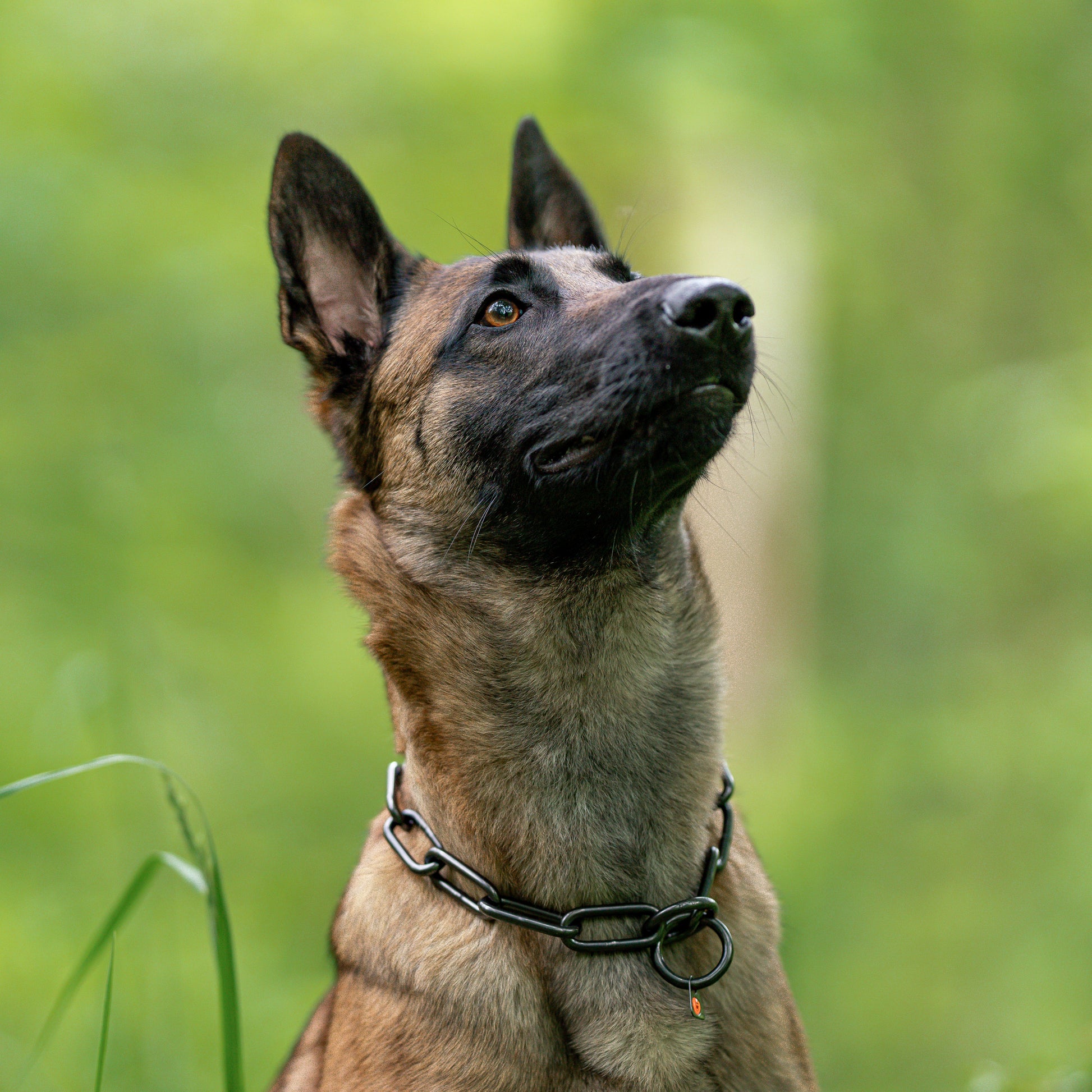 Hund mit Kettenhalsband Edelstahl schwarz