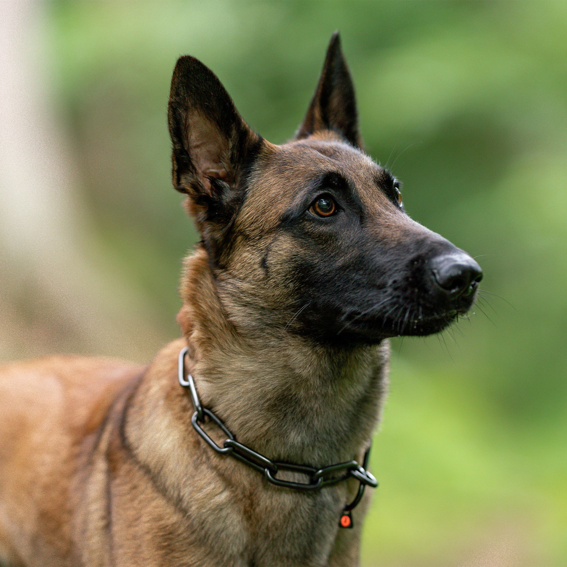 Hund mit Kettenhalsband Edelstahl schwarz