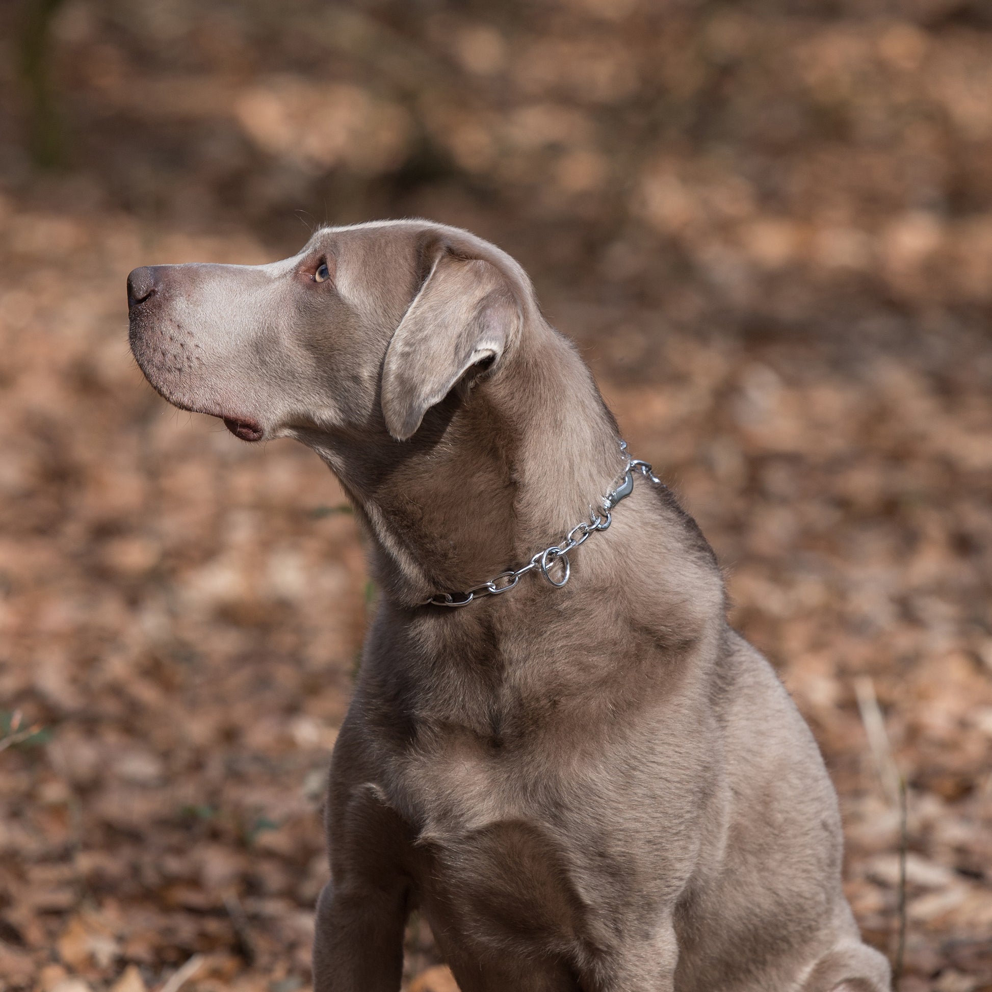 Hund mit verstellbaren Edelstahl Kettenhalsband