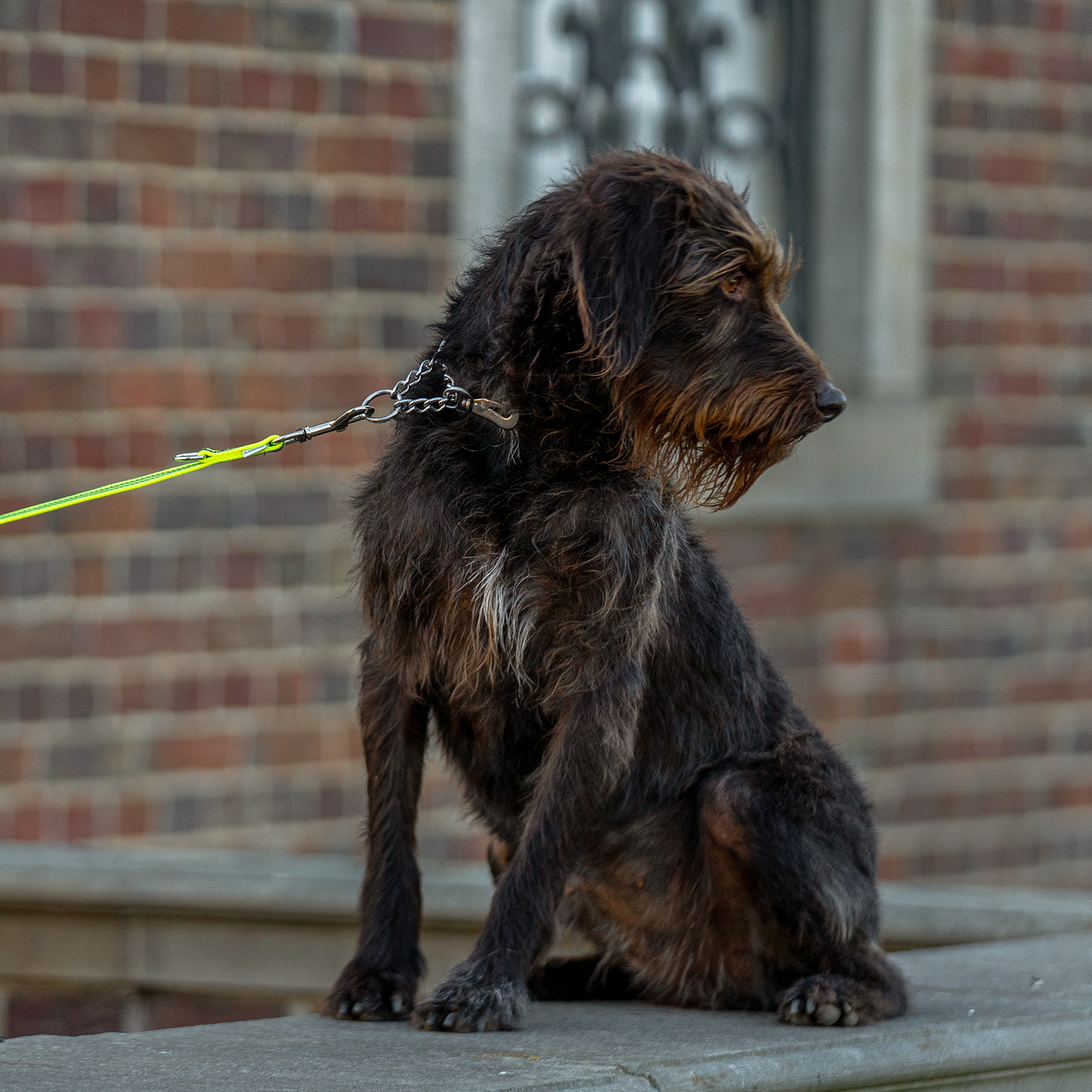 Hund mit verstellbaren Edelstahl Kettenhalsband an neongelber Leine