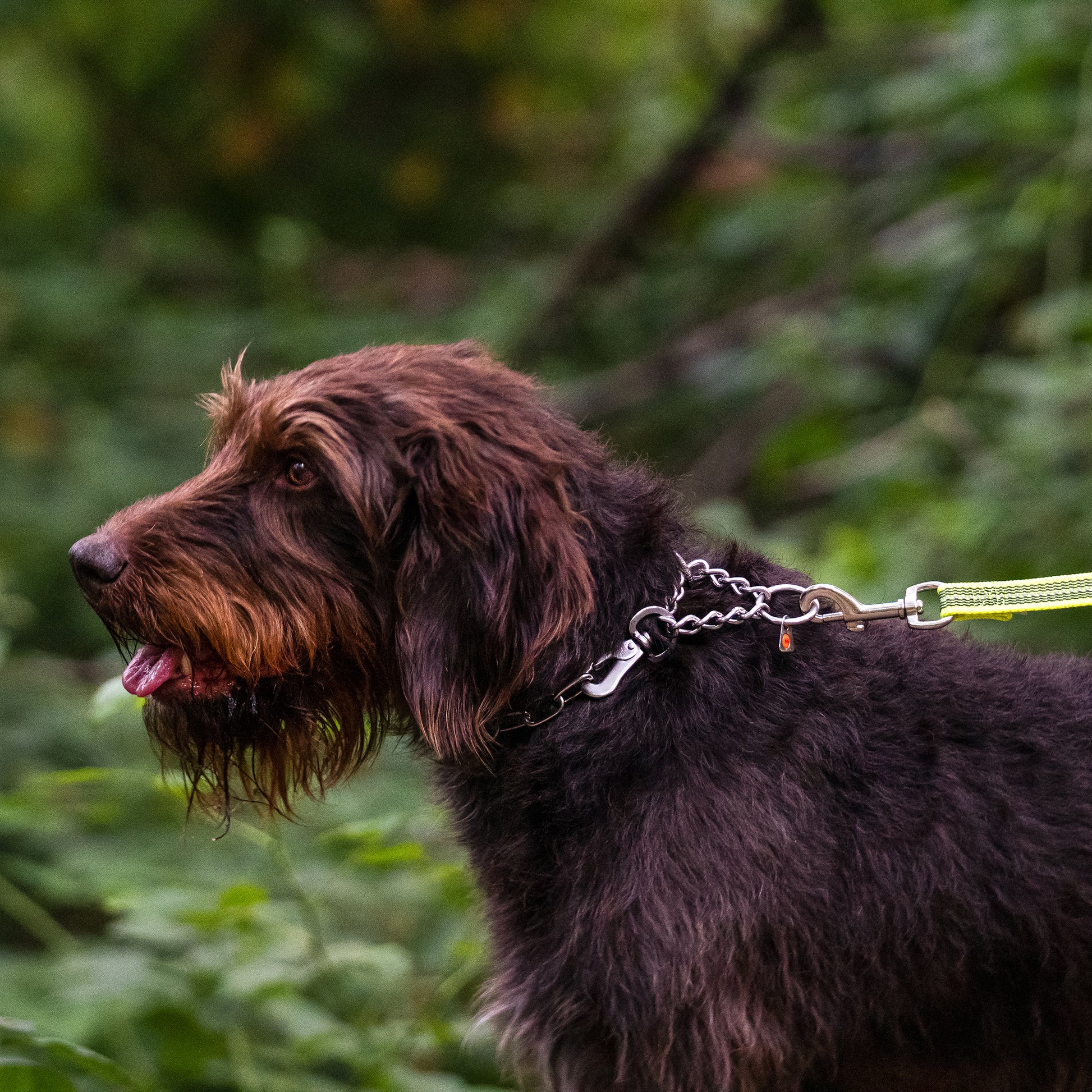 Hund mit verstellbaren Kettenhalsband 