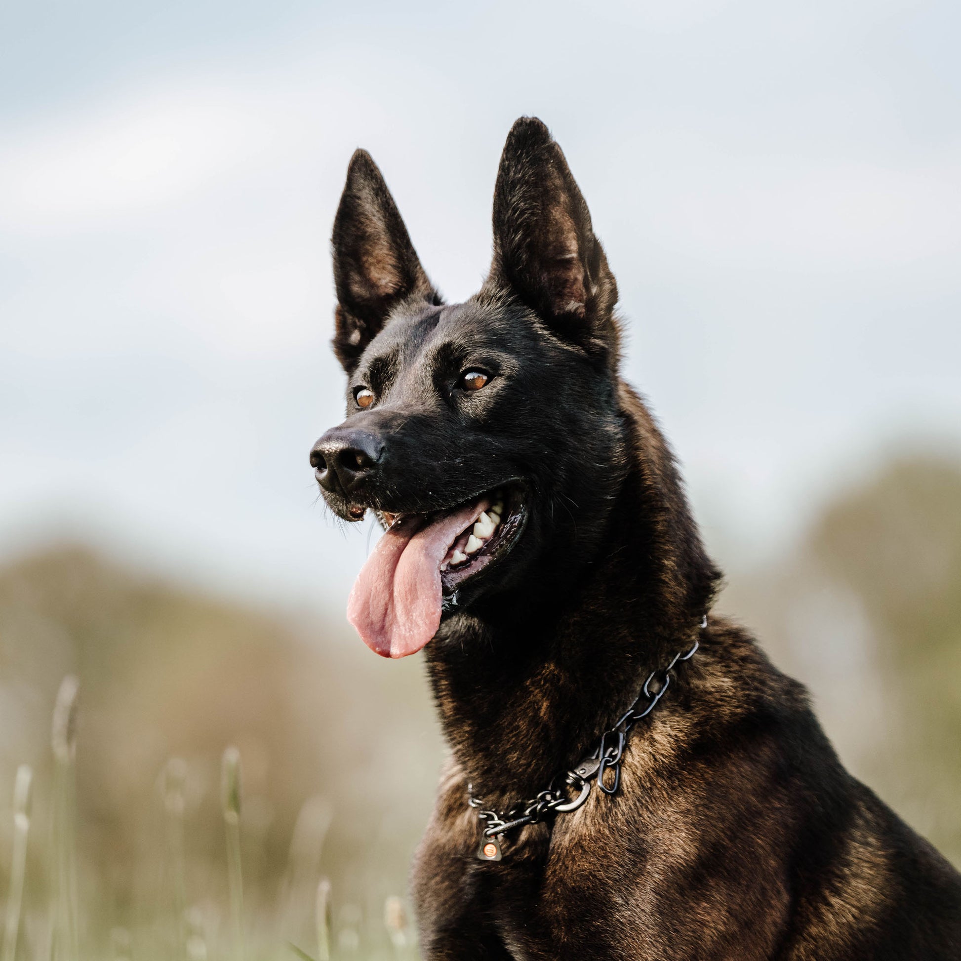 Hund mit Kettenhalsband Edelstahl schwarz