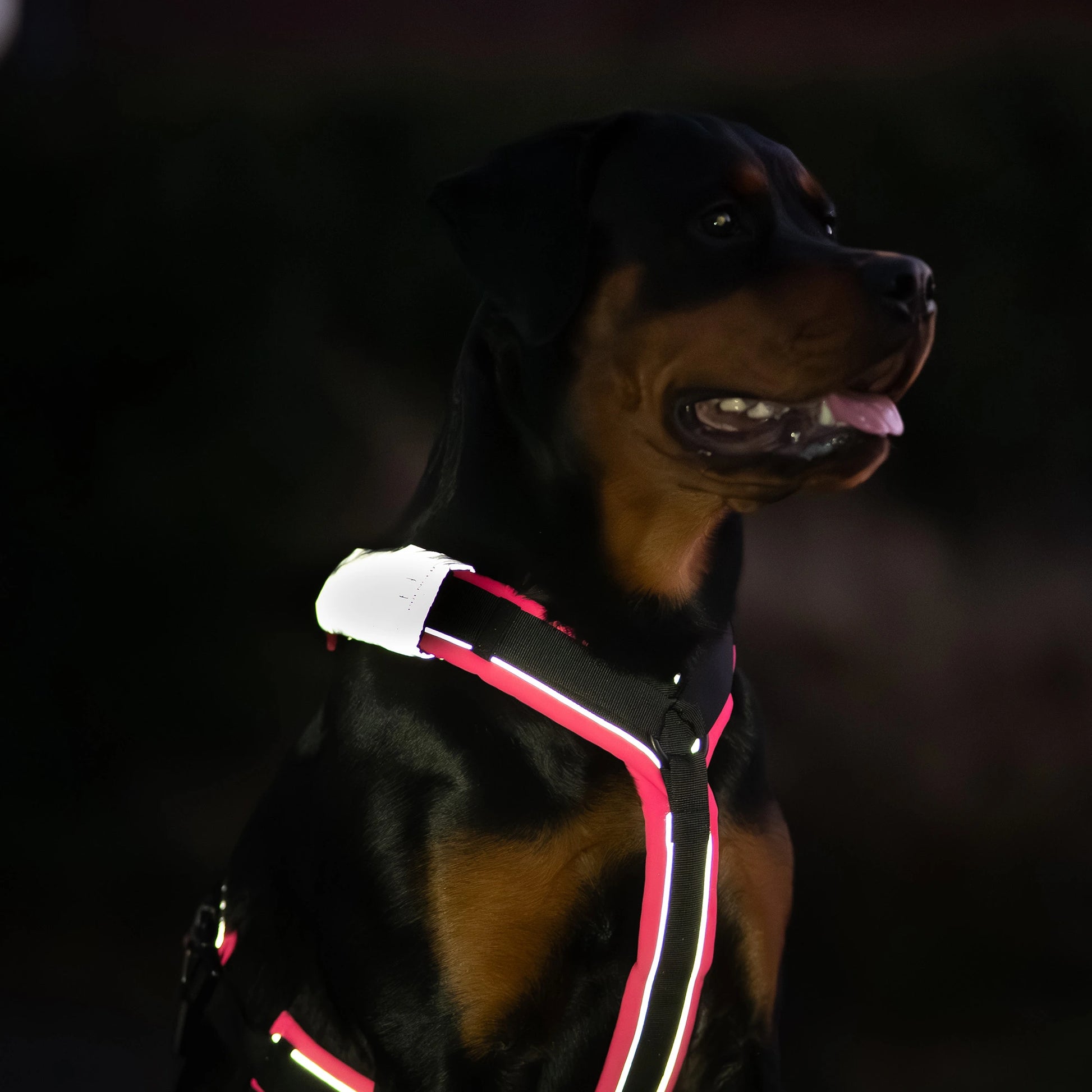 Rottweiler trägt ein schwarz-pinkes Y-Geschirr mit Reflektorpatches im Dunkeln. Die Reflektorstreifen vom Geschirr und die Reflektorpatches reflektieren.