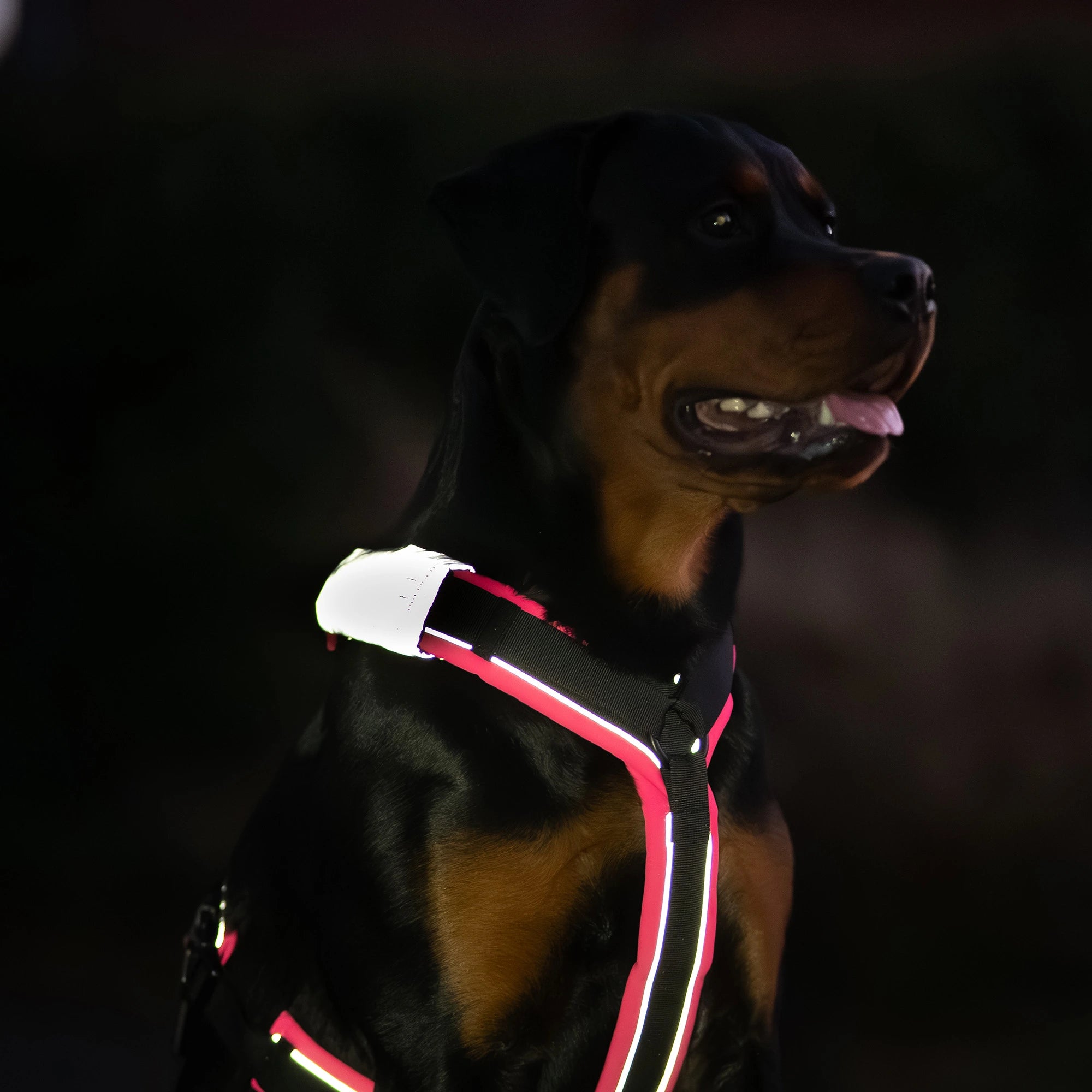 Reflektorpatch Hundegeschirr