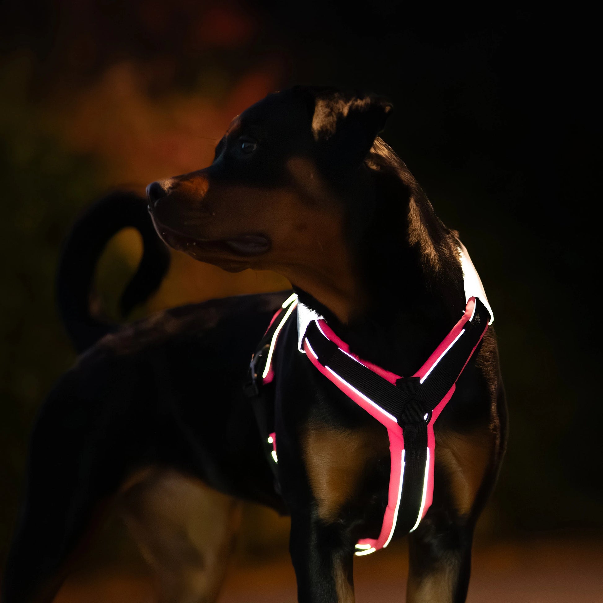 Rottweiler trägt ein schwarz-pinkes Y-Geschirr mit Reflektorpatches im Dunkeln. Die Reflektorstreifen vom Geschirr und die Reflektorpatches reflektieren.
